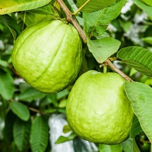 Guava